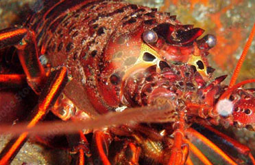 Fishing trip on GoFish.Rocks - online charter booking