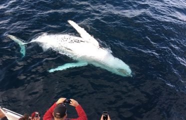 Whale watching charter on GoFish.Rocks booking platform